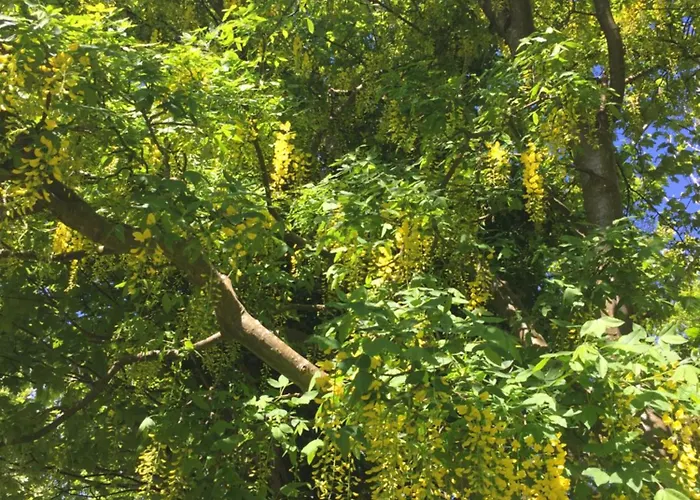 Temple Croft فندق مبيت وإفطار 3*