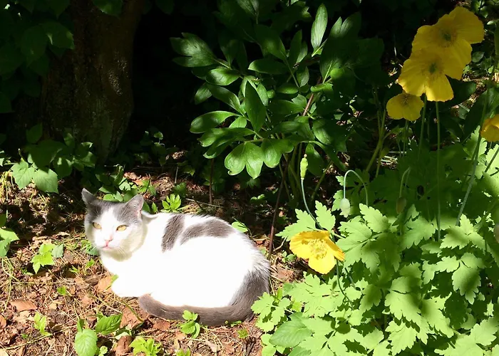 فندق مبيت وإفطار Temple Croft